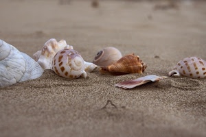 sabbia, conchiglie, marrone, spiaggia, spirali, bianco, granelli, mare, gusci, sfocato, spirale, macro, beige, molluschi