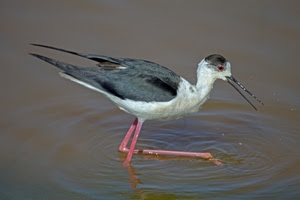 uccello, becco, acqua, zampe, piume, ali, rosa