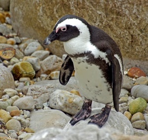 pinguino, sassi, nero, becco, bianco, animale, ali, pietre, zampe, occhio, uccello, roccia