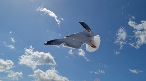 cielo, gabbiano, ali, nuvole, uccello, volo, azzurro, bianco