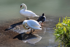 acqua, cigni, riflesso, tre, uccelli, piume, riflessi, due, animali, bianco, pianta, volatili