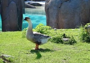 prato, verde, becco, oca, uccello, zampe, rocce, acqua, erba, piume, volatile, ali, ombra, sassi, anatra, azzurro, massi, animale