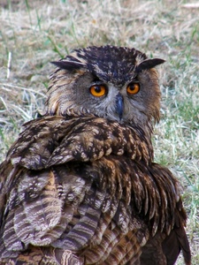 occhi, gufo, piume, uccello, rapace, becco, orecchie, arancione