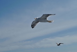cielo, gabbiani, ali, volo, uccelli, volare, gabbiano, nuvole, azzurro, due
