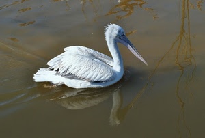 bianco, acqua, uccello, becco, riflesso, piume, pellicano