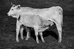 mucca, vitello, bianconero, corna, animali, prato, bianco