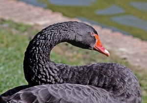 becco, nero, cigno, piume, collo, rosso, uccello, animale