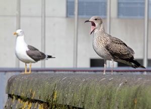 uccelli, becco, due, gabbiani, piume, animali, muro