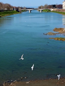 fiume, ponte, uccelli, gabbiani, acqua, alberi
