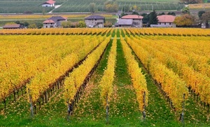 filari, giallo, autunno, case, viti, vigneto, verde, vigne, prospettiva, vite