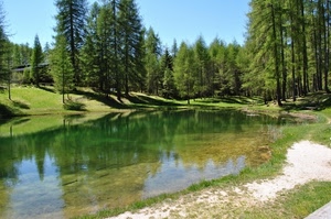 alberi, acqua, verde, lago, riflesso, bosco