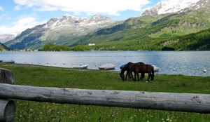 cavalli, lago, montagne, barche, prati, acqua, prato, montagna, verde, staccionata, legno, steccato