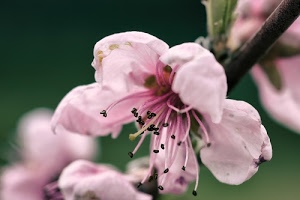 rosa, fiore, petali, verde, pistilli, macro, pesco, stami, ramo, fiori, sfocato, corolla, natura, pistillo, primavera, gambo