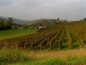filari, alberi, erba, colline, case, viti, collina, campagna, verde, piante, strada, cielo, paesaggio, vigne, pali, nuvole, campi, vigneti, coltivazione, vigna