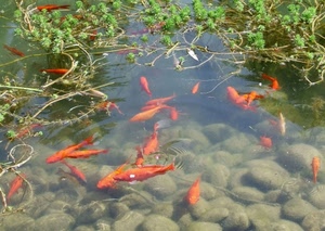 acqua, pesci, rossi, rosso, piante, sassi, pietre, lago