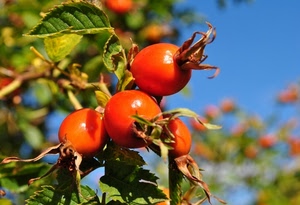 foglie, verde, natura, frutto, rosso, bacche, verdi, pomodori, cielo, frutti, sfocato, rosse, ramo, rosa