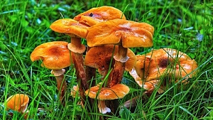 erba, verde, funghi, prato, marrone, gambi, arancione, giallo, fili, fungo, cappelle, gambo, cappello, anello