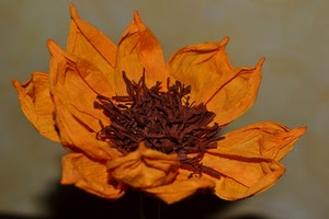 fiore, petali, arancione, macro, arancio, marrone, giallo, pistilli, carta, secco