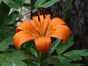 fiore, arancione, foglie, verde, petali, pistilli, giglio, arancio