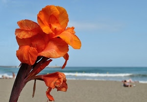 fiore, mare, spiaggia, arancione, petali, cielo, arancio, sabbia