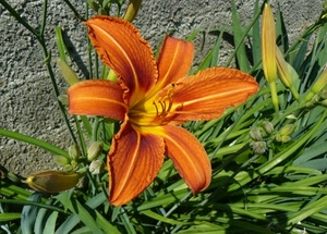 fiore, arancione, foglie, verde, pistilli, giglio, petali, muro, arancio