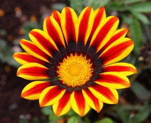 rosso, giallo, fiore, petali, corolla, margherita, foglie