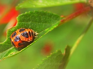 verde, insetto, foglia, foglie, rosso, macro, arancione, nero, sfocato, arancio
