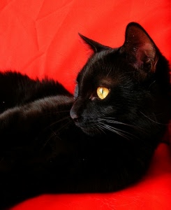 gatto, nero, rosso, occhi, baffi, occhio, orecchie, giallo, felino