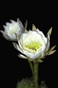 petali, fiori, bianco, corolla, nero, macro, due, stami, fiore, verde, stelo, pistilli, gambi