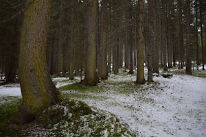 neve, alberi, tronchi, bosco, erba, verde, inverno, bianco, rami, marrone, foresta