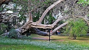 albero, tronco, rami, prato, verde, erba, persone, parco, recinzione, alberi, piante, finestre, panchina, fiori, foglie, giardino, case
