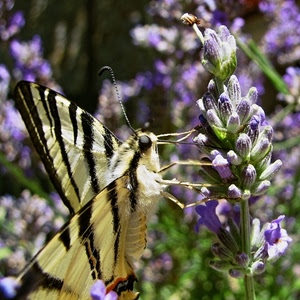 farfalla, fiore, ali, viola, macro, fiori, lavanda, zampe, antenne, insetto
