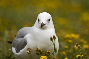 uccello, becco, bianco, fiori, piume, gabbiano, piccione