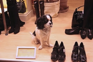 cane, scarpe, stivali, cornice, vetrina, borsa, borse, nero, negozio, bianco