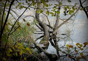foglie, acqua, rami, tronchi, riflesso, tronco, alberi, verde, erba, riflessi, albero, nebbia