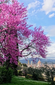 cupola, fiori, albero, panorama, prato, città, cielo, nuvole, erba, verde, primavera, firenze, campanili, fioritura, collina, rosa, campanile, torri, fucsia, rami
