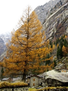 montagna, albero, autunno, case, roccia, alberi, rocce, giallo, rami, borgo, cielo, montagne, foglie, masso