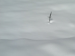 neve, bianco, minimalismo, inverno, pianta, stelo