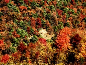 verde, rosso, alberi, bosco, autunno, giallo, foglie, piante
