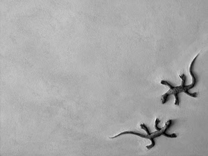 due, muro, lucertole, bianconero, animali, rettili, grigio, parete, geco, gechi, minimalismo, bianco