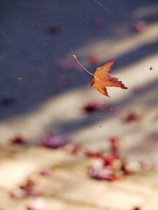 foglia, ragnatela, autunno, macro, insetti, sfocato, secca