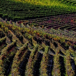 filari, viti, vigneto, verde, vite, uva, vigneti, natura, coltivazione, autunno, agricoltura