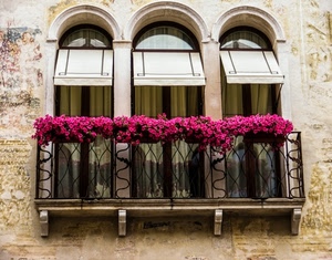 fiori, archi, balcone, tende, finestre, rosa, tre, piante