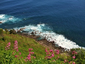 mare, fiori, schiuma, scogliera, acqua, onde, erba, rosa, scogli