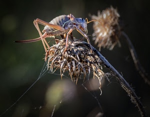 insetto, zampe, macro, ragnatela, fiore, antenne, natura, animale, pianta