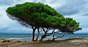 mare, alberi, spiaggia, verde, nuvole, cielo, onde, pini, acqua