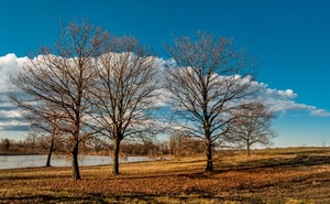 nuvole, alberi, autunno, cielo, acqua, lago, rami, foglie, spogli
