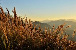 cielo, montagne, panorama, erba, piante, tramonto, spighe, giallo, montagna, vegetazione, azzurro, colline, canne