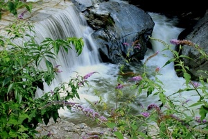 acqua, cascata, fiori, verde, torrente, rocce, fiume, piante