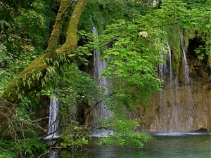 verde, acqua, alberi, cascate, foglie, rami, roccia, cascata, lago, fiume, natura, tronco, foresta, bosco, muschio